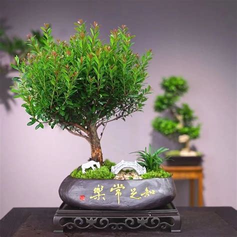 金絲楠木種植